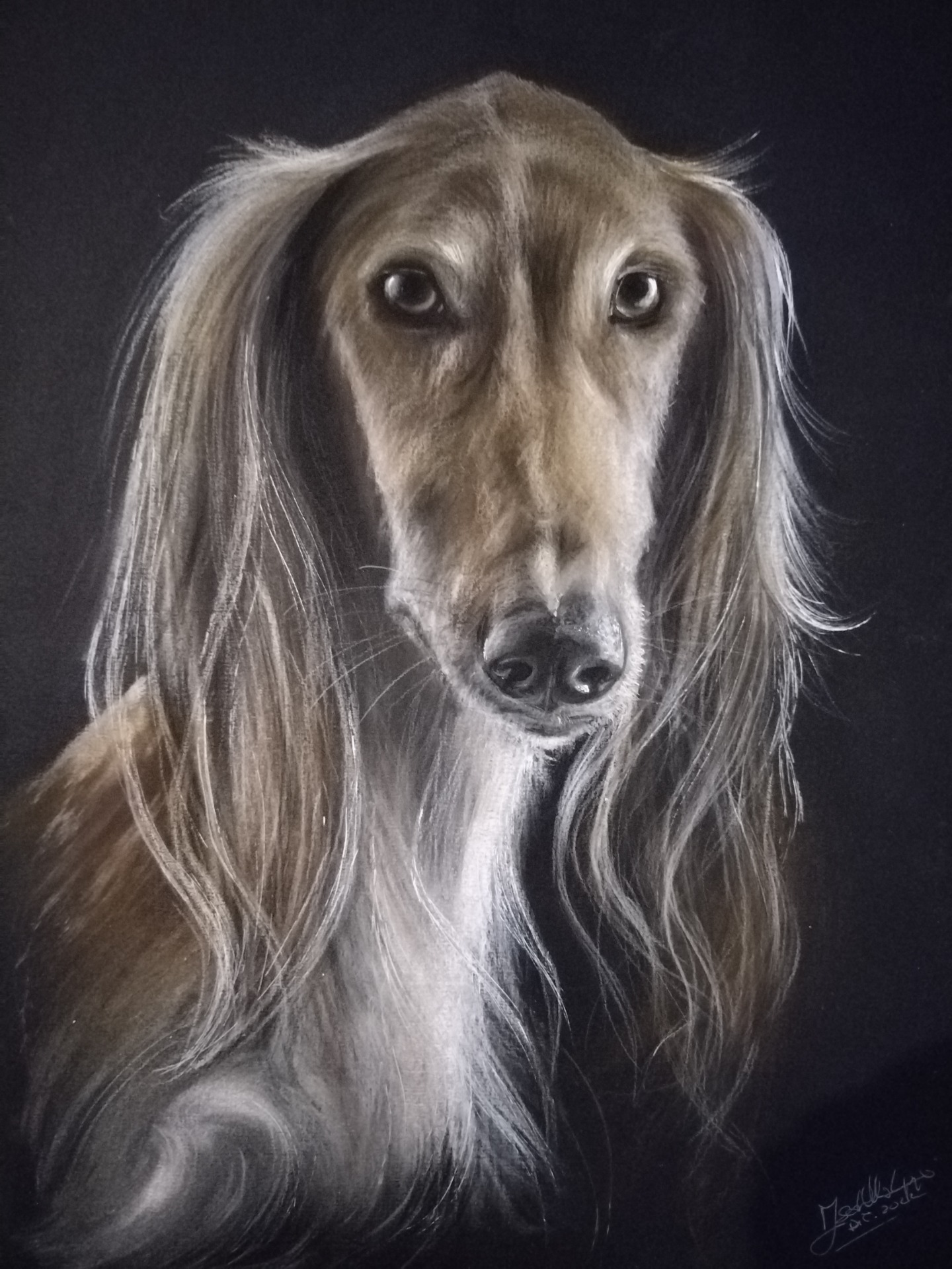 I Ritratti di Animali 